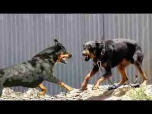 Video: Rottweiler Dogs VS Doberman Dogs